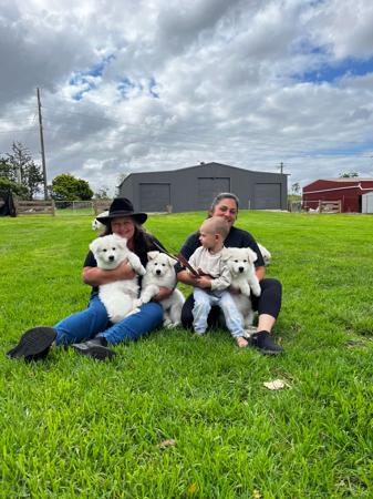 White Swiss Shepherd Dog for sale by KASSREIGN