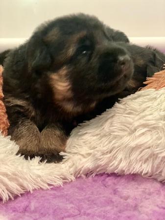 German Shepherd Dog (Long Stock Coat) puppy for sale by JARRAHHAUS