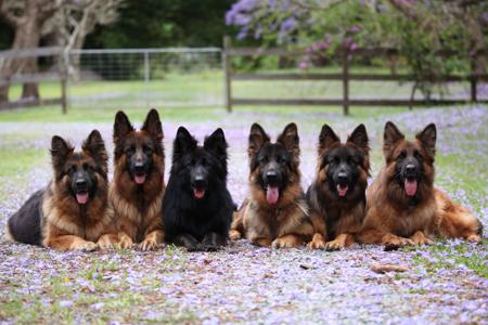 German Shepherd Dog (Long Stock Coat) for sale by LETTLAND