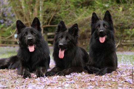 German Shepherd Dog (Long Stock Coat) for sale by LETTLAND