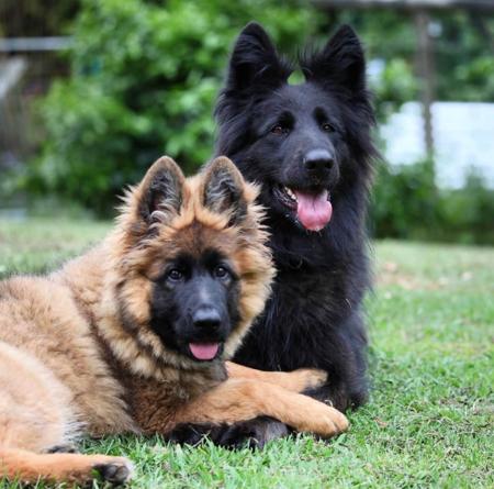 German Shepherd Dog (Long Stock Coat) for sale by LETTLAND