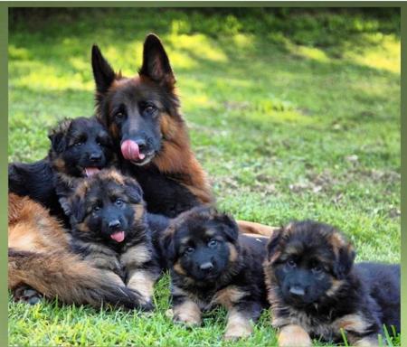 German Shepherd Dog (Long Stock Coat) for sale by LETTLAND