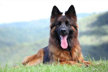 German Shepherd Dog (Long Stock Coat) for sale by LETTLAND