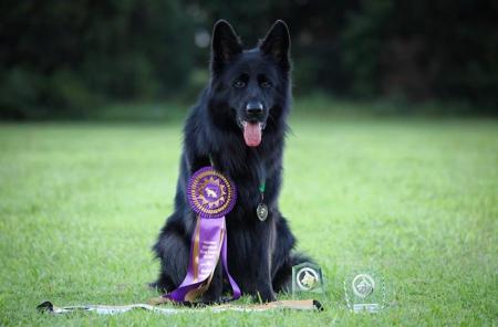 German Shepherd Dog (Long Stock Coat) for sale by LETTLAND