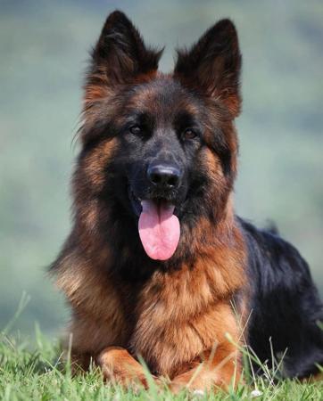 German Shepherd Dog for sale by LETTLAND