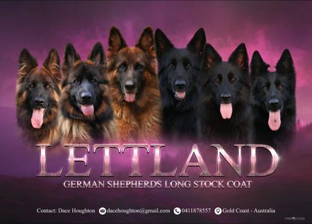 German Shepherd Dog for sale by LETTLAND