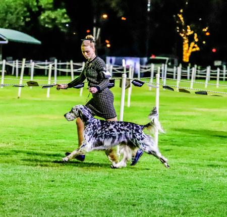 English Setter for sale by ORWIN