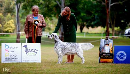 English Setter for sale by ORWIN