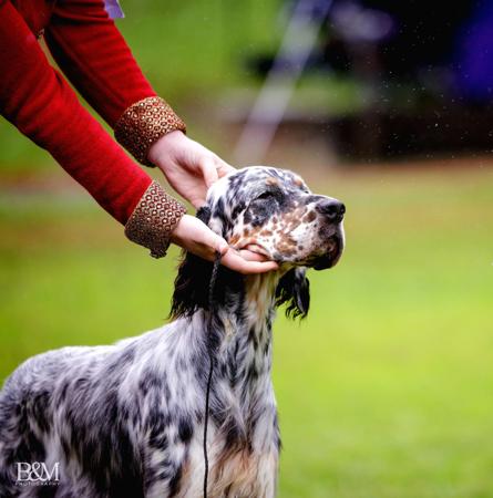English Setter for sale by ORWIN