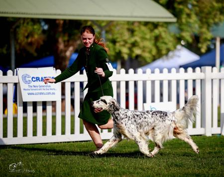 English Setter for sale by ORWIN