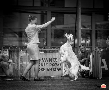 English Setter for sale by ORWIN