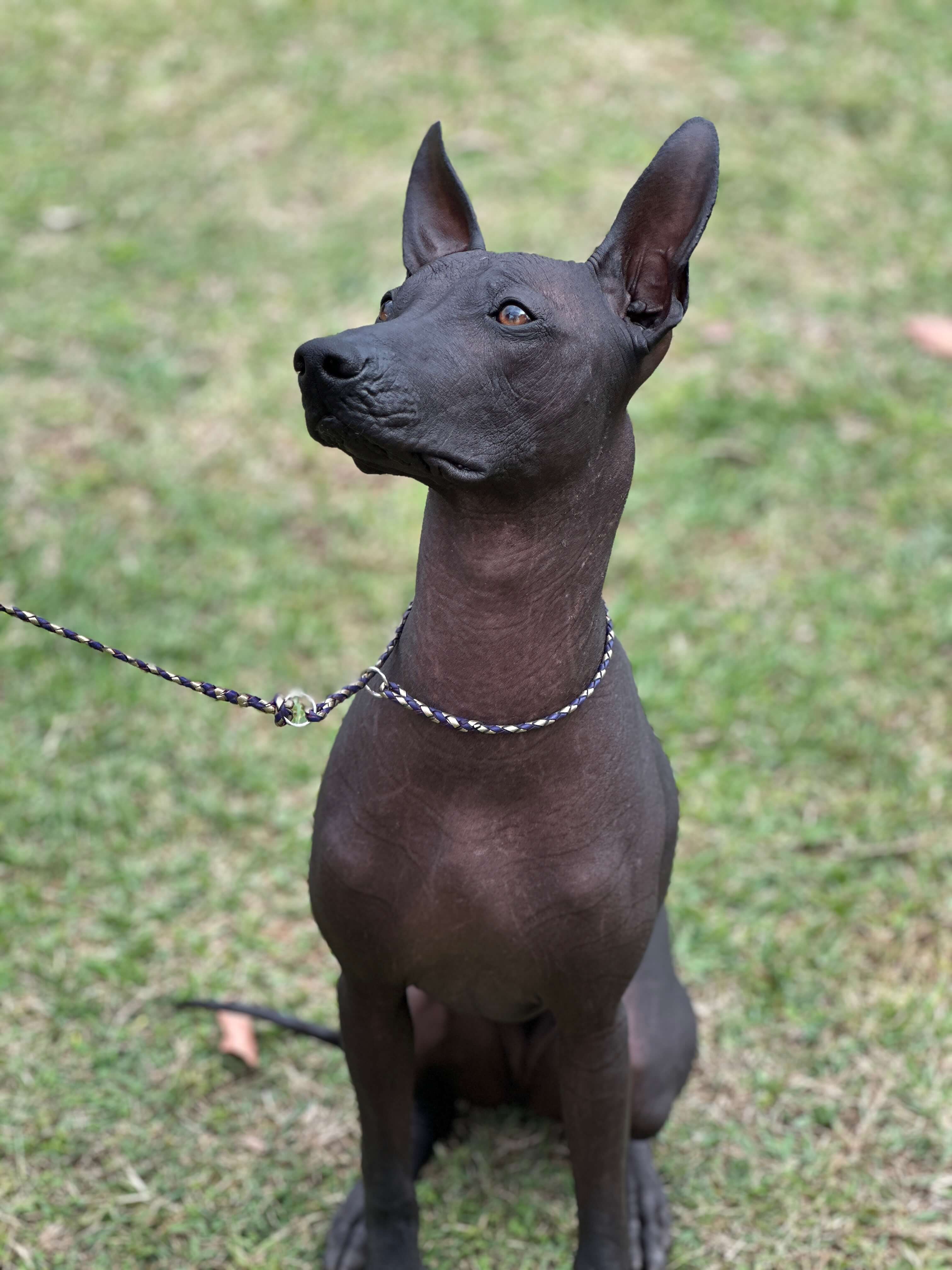 Shell Dog Pauchel PoetryNMotion Peruvian Hairless Dog (Large) - Owned by Shell Fidler
