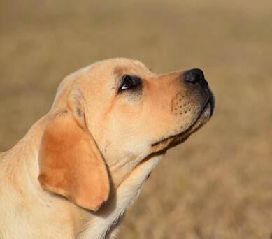 Labrador Retriever puppy for sale by ANDOR