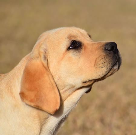 Labrador Retriever for sale by MIANDOR