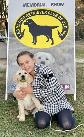 Labrador Retriever for sale by MIANDOR