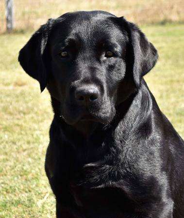 Labrador Retriever for sale by MIANDOR