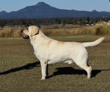 Labrador Retriever for sale by MIANDOR