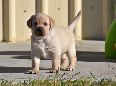 Labrador Retriever for sale by MIANDOR