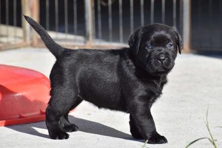 Labrador Retriever for sale by MIANDOR