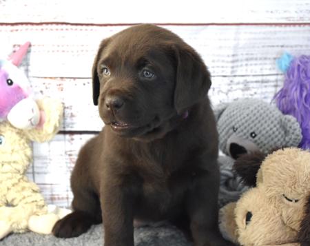 Labrador Retriever for sale by MIANDOR
