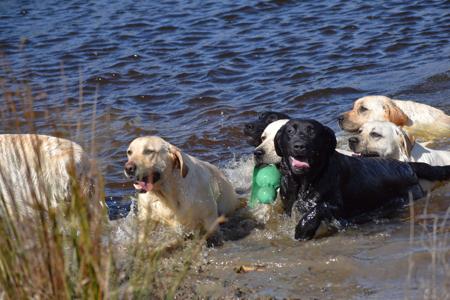 Labrador Retriever for sale by MIANDOR