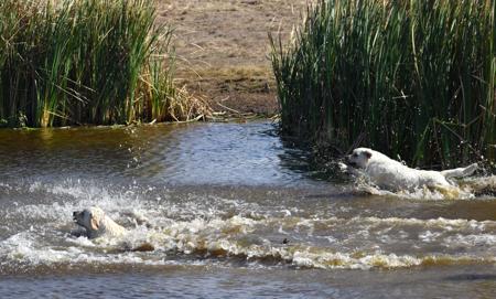 Labrador Retriever for sale by MIANDOR