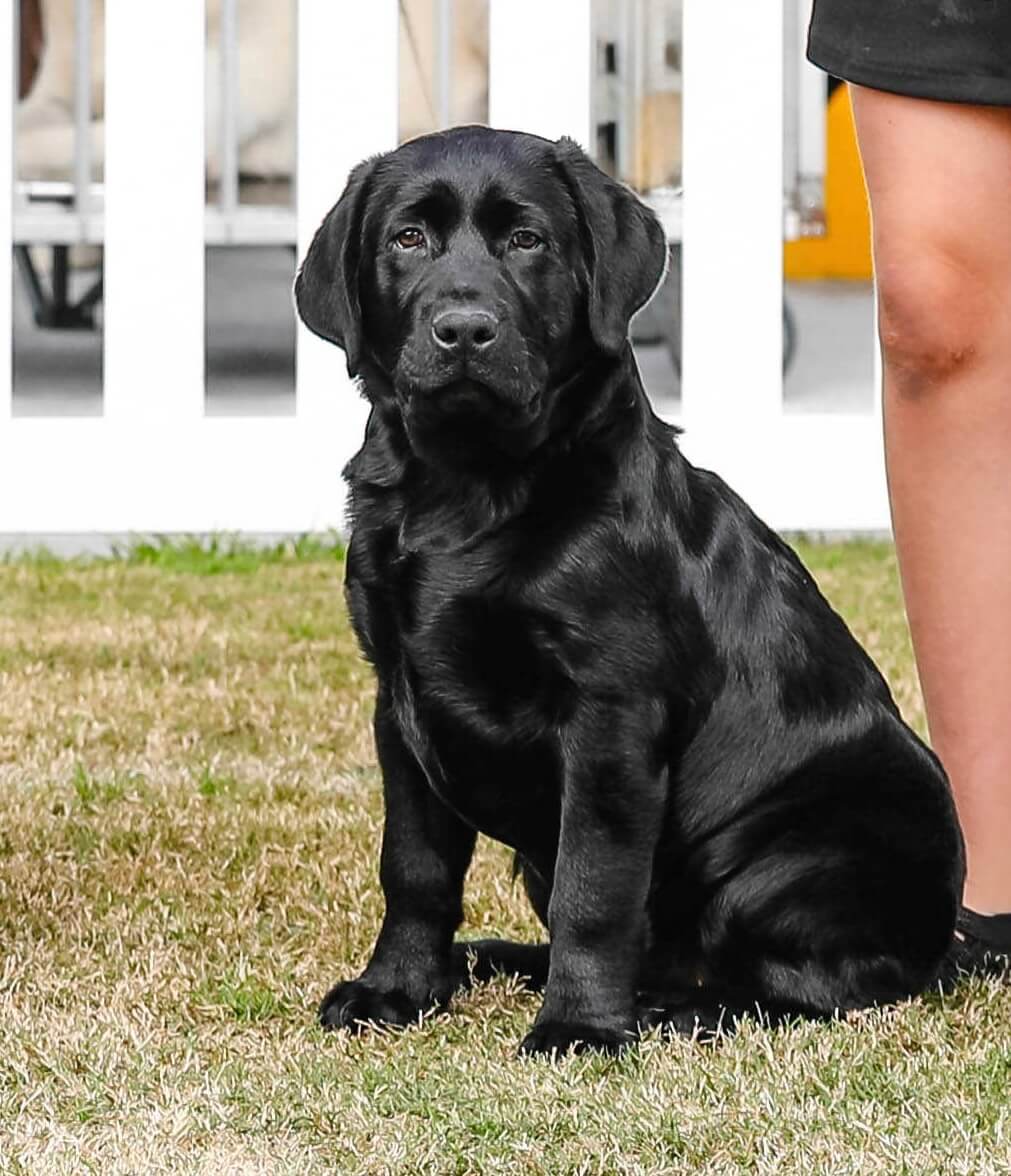 Miandor Magnum Force Labrador Retriever - Owned by M & J Anderson
