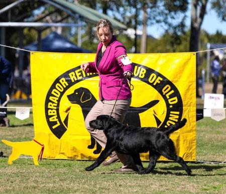 Labrador Retriever for sale by MIANDOR