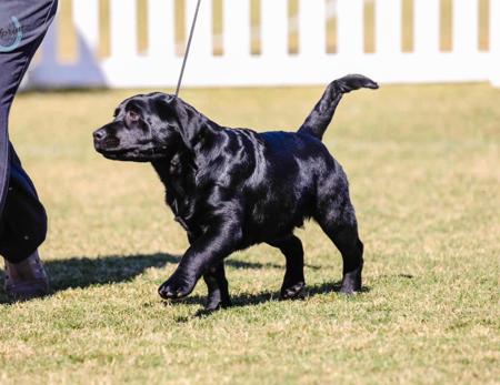 Labrador Retriever for sale by MIANDOR