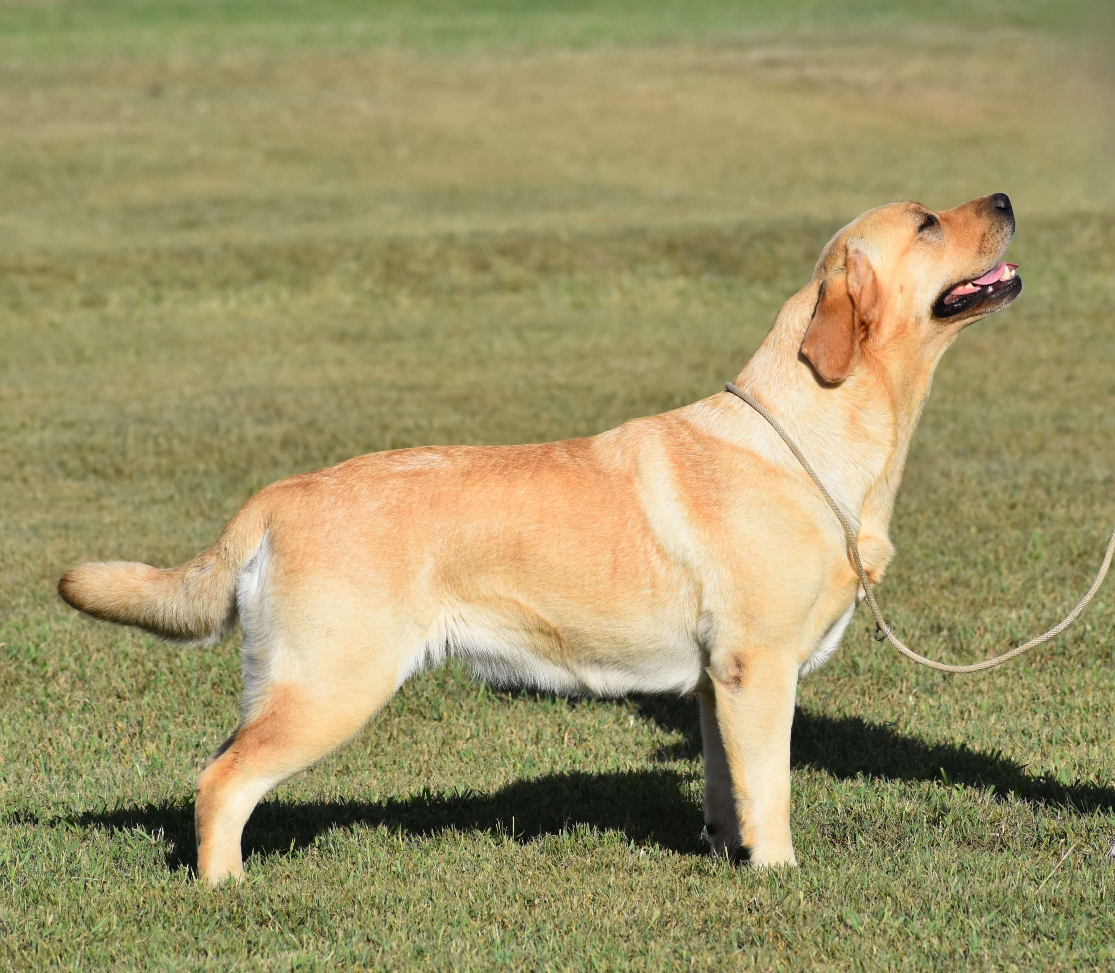 Miandor Tattletale Labrador Retriever - Owned by M & J Anderson