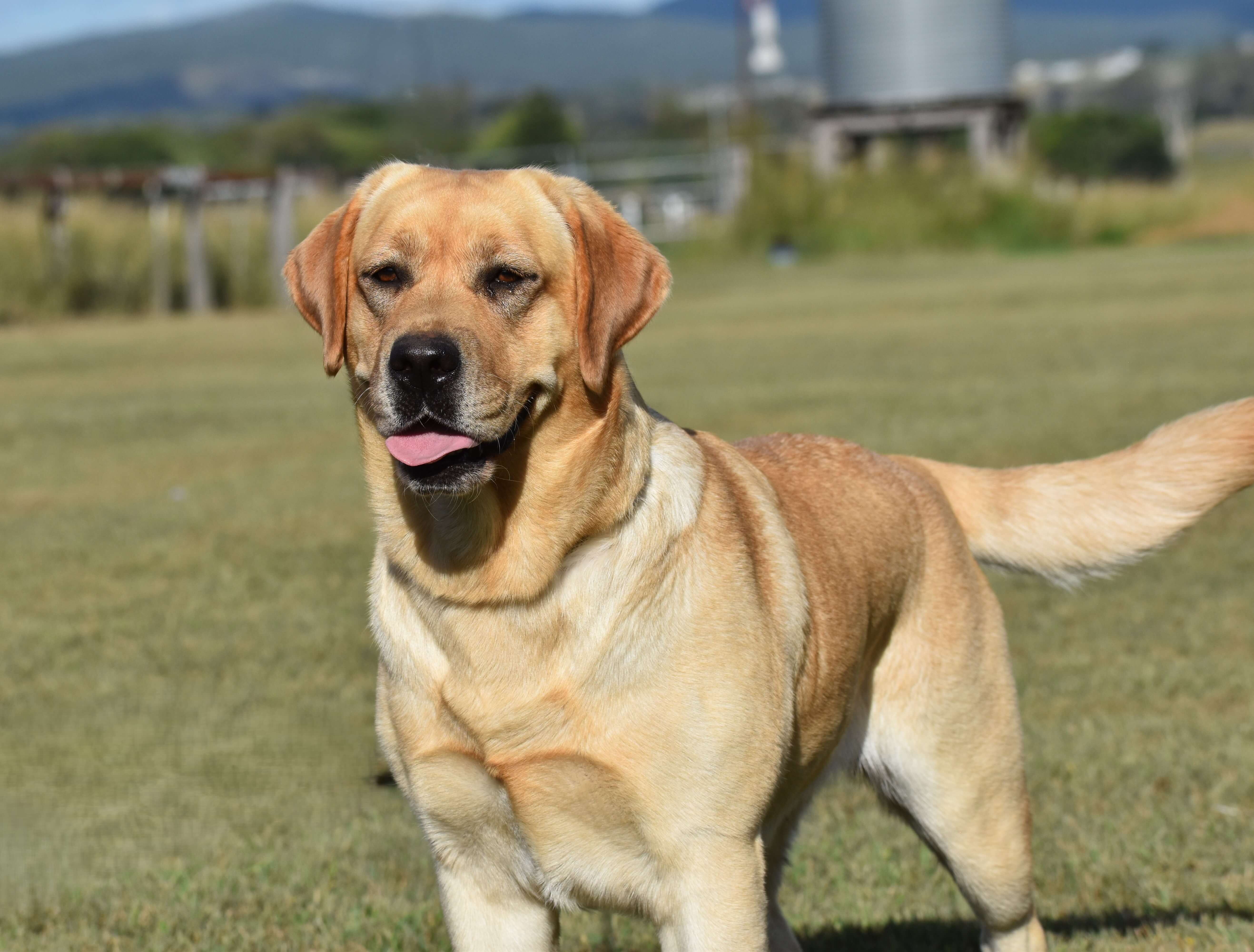 Miandor Tattletale Labrador Retriever - Owned by M & J Anderson