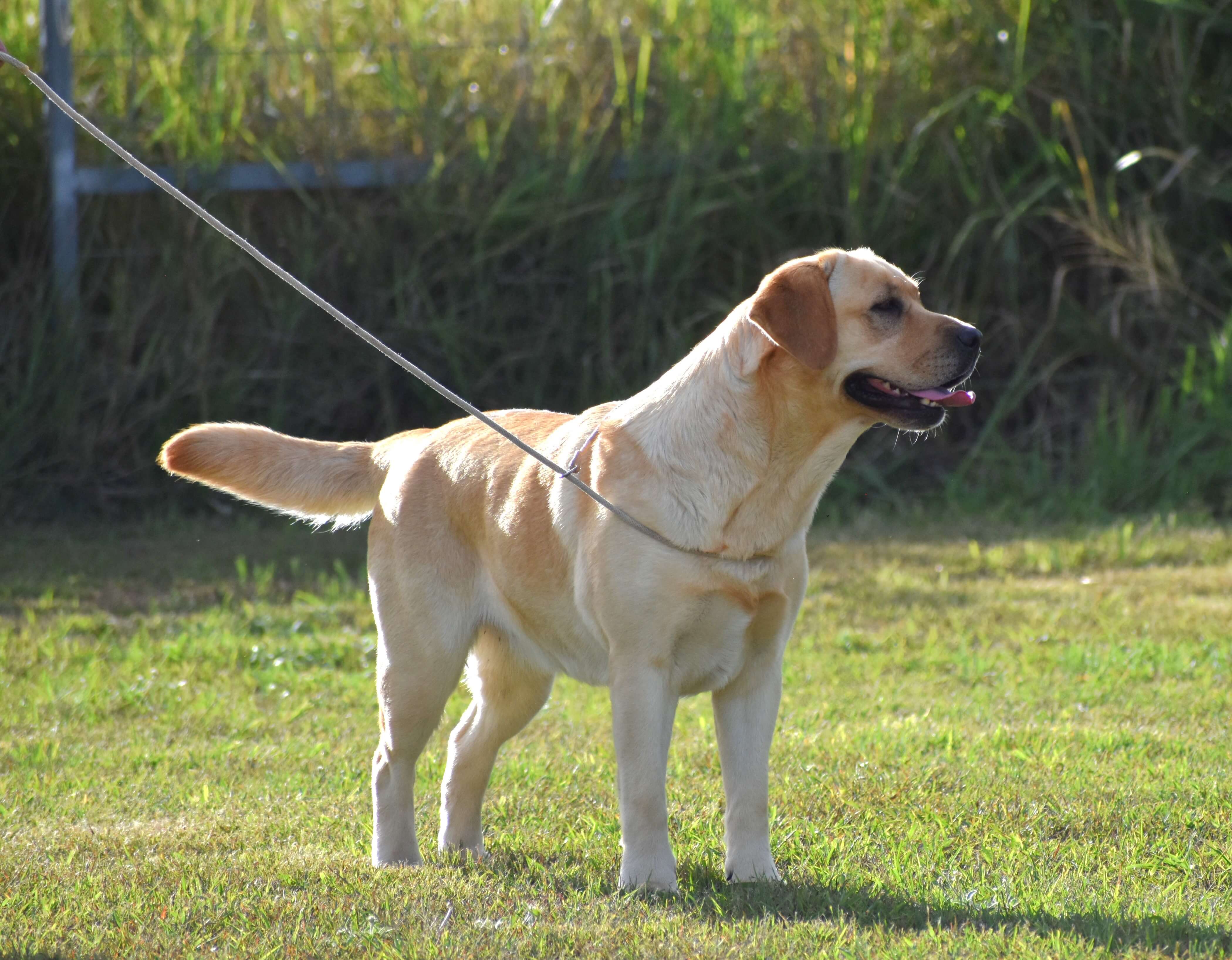Miandor Tattletale Labrador Retriever - Owned by M & J Anderson
