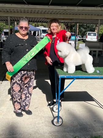 Bichon Frise for sale by BELLRIZE