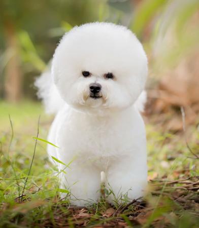 Bichon Frise for sale by BELLRIZE