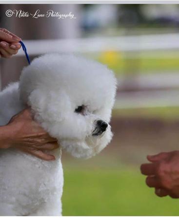 Bichon Frise for sale by BELLRIZE