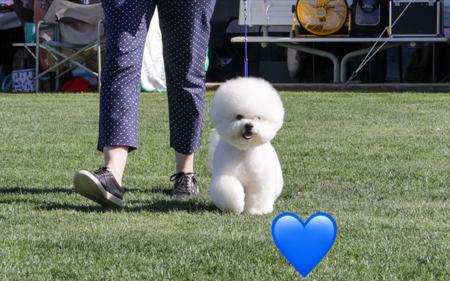 Bichon Frise for sale by BELLRIZE