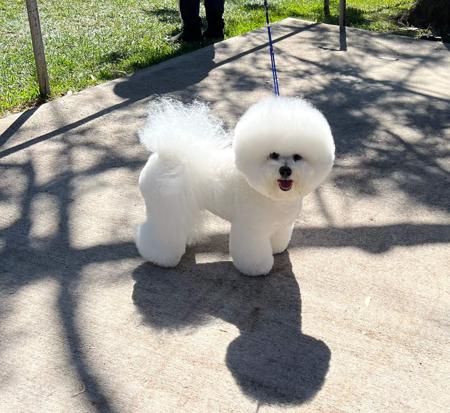 Bichon Frise for sale by BELLRIZE