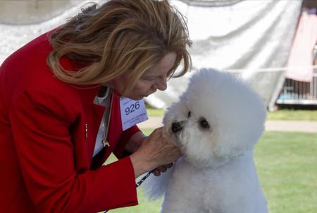 Bichon Frise for sale by BELLRIZE