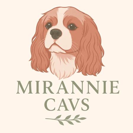 Cavalier King Charles Spaniel for sale by MANILLA