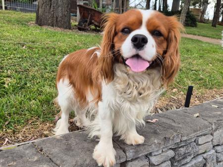 Cavalier King Charles Spaniel for sale by MIRANNIECAVS