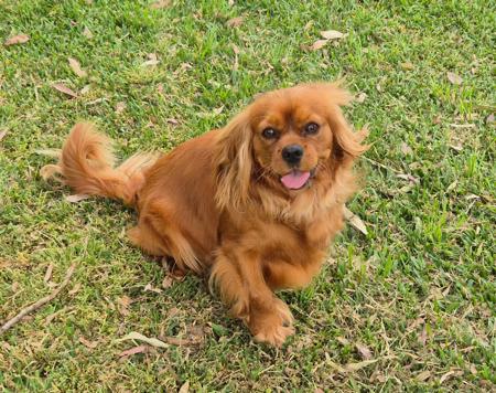 Cavalier King Charles Spaniel for sale by MIRANNIECAVS