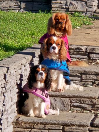 Cavalier King Charles Spaniel for sale by MIRANNIECAVS