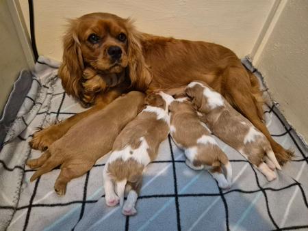 Cavalier King Charles Spaniel puppy for sale by MANILLA