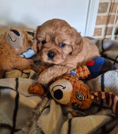Cavalier King Charles Spaniel puppy for sale by MANILLA