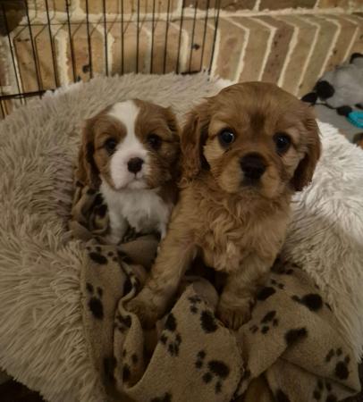 Cavalier King Charles Spaniel puppy for sale by MANILLA
