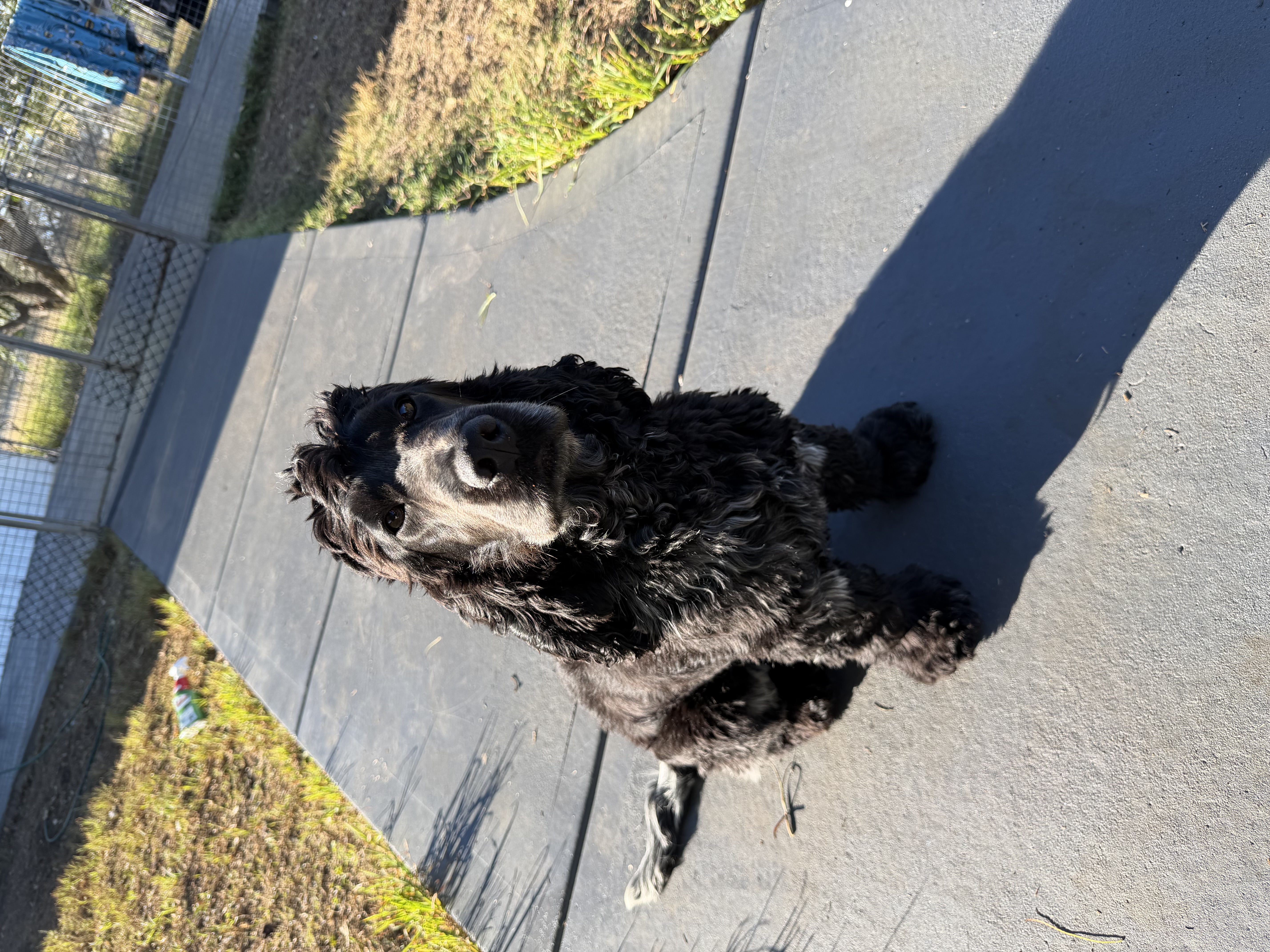 Cocker Spaniel puppy for sale by PORKYPIE