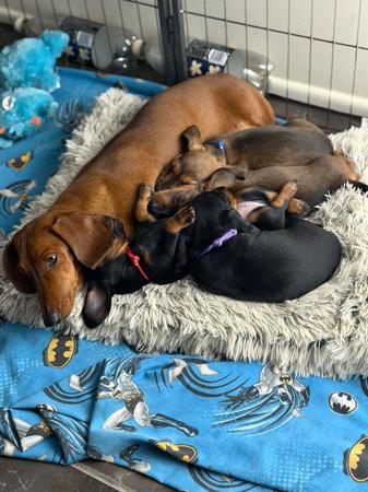 Dachshund (Miniature Smooth Haired) puppy for sale by PORKYPIE