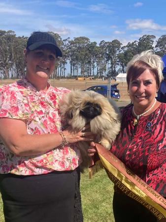 Pug for sale by PUGMATE