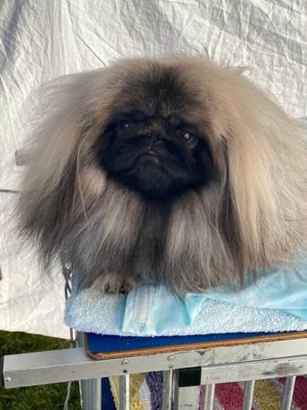 Pug for sale by PUGMATE