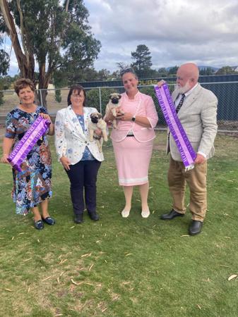 Pug for sale by PUGMATE